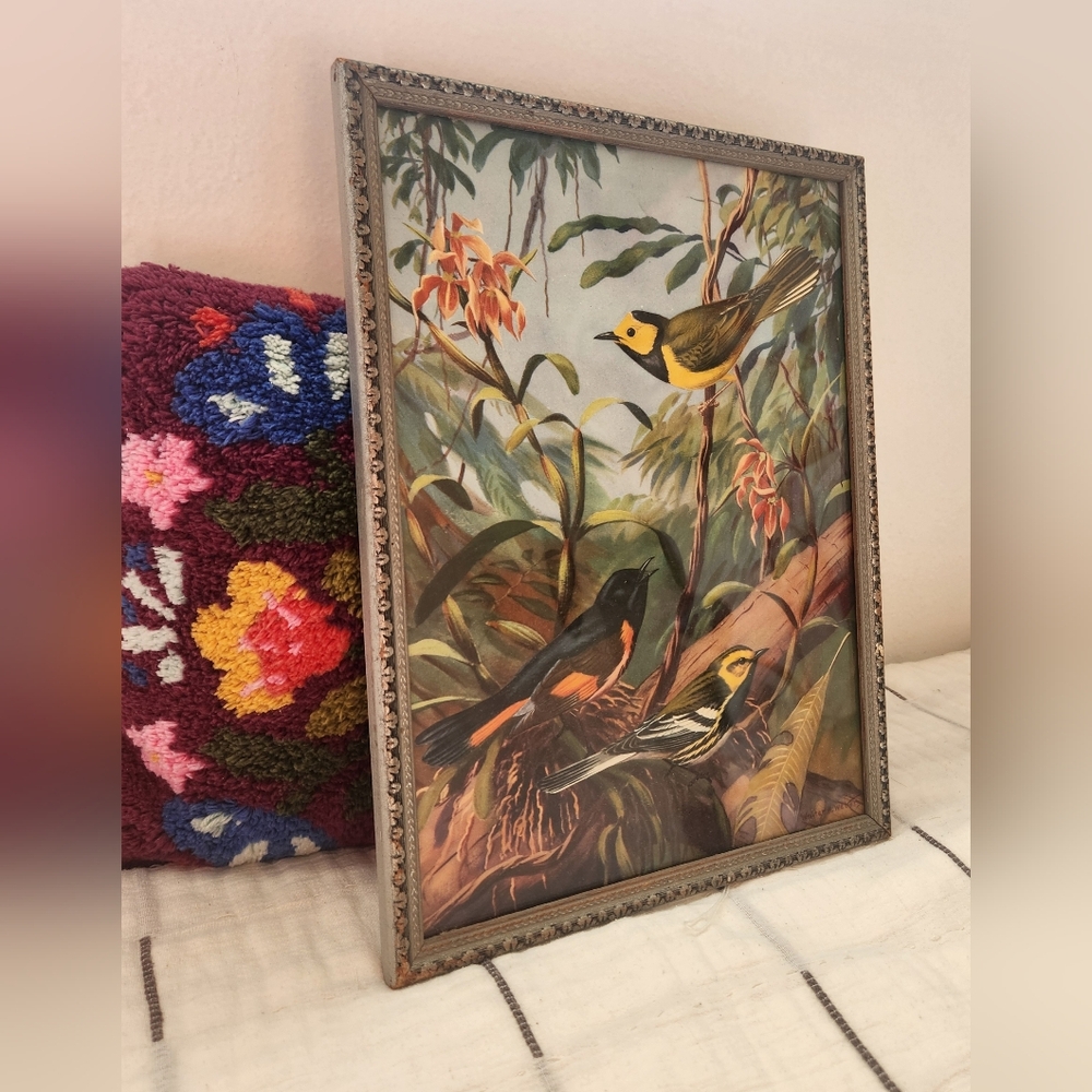 Vintage Framed Bird Print - Walter Weber
